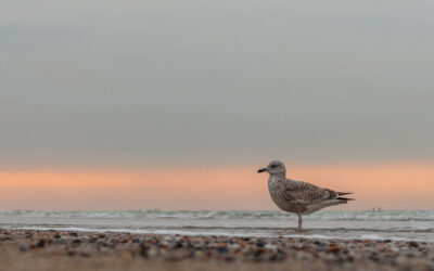 Jonge meeuw bij zonsondergang